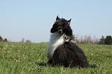 CHIEN NU CHINOIS 170